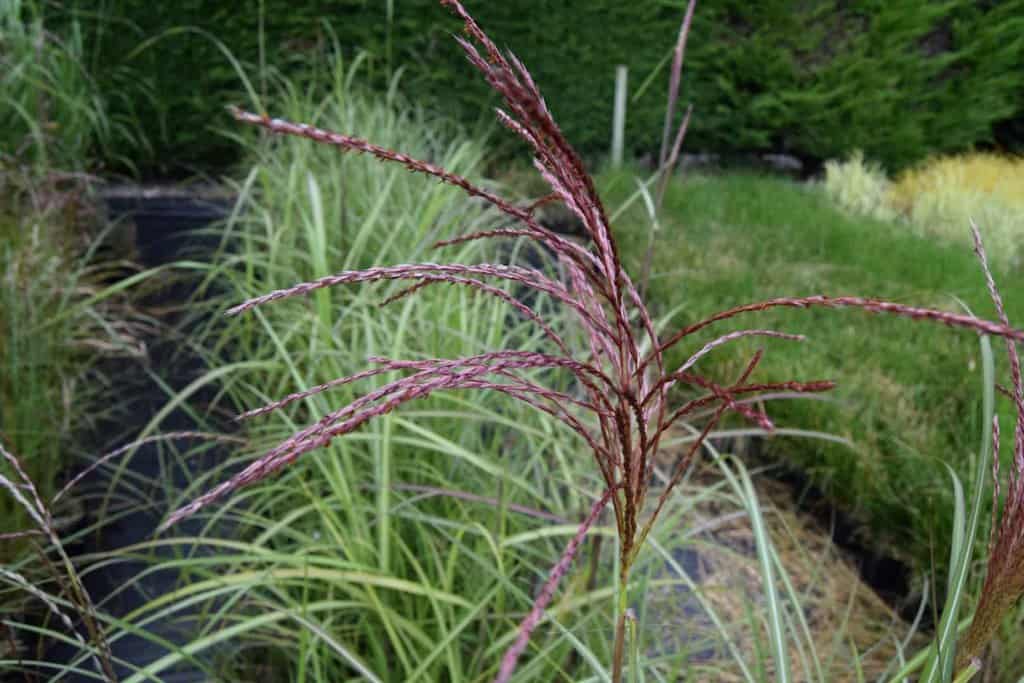 Miscanthus sinensis 'Silberfeder' (Silver Feather) ---